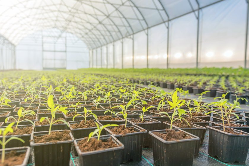 The discovery could be used to engineer plants to be able to grow with less water and chemical fertilisers