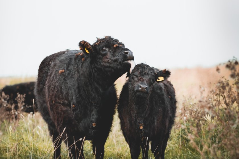 The 2023 figures released by the Scottish government show mixed findings on a whole for agricultural sectors in Scotland