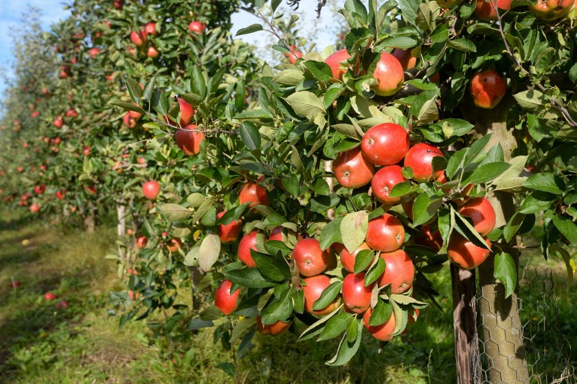 Some apple farmers are being paid just 3p on a bag of six apples sold for £2.20 by retailers