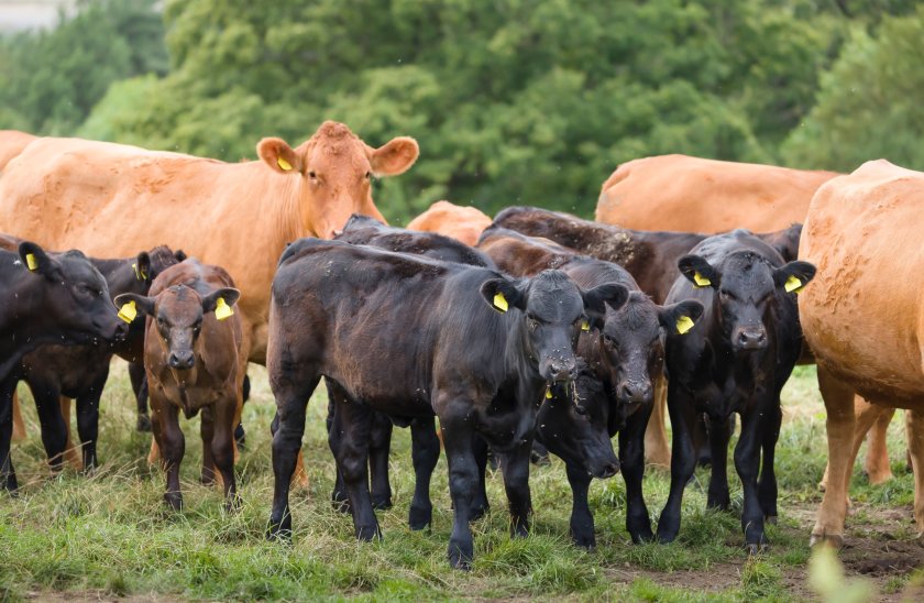 Bovine respiratory disease (BRD) is the most serious issue facing beef and dairy farmers