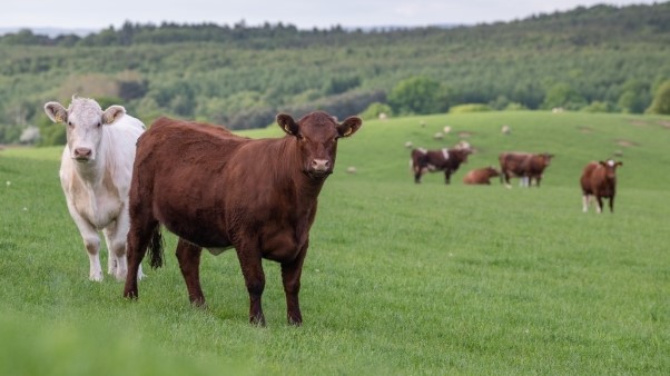 Carbon Clarity is a new programme helping farms to reduce their carbon output and increase carbon capture