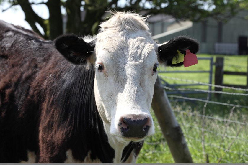 The Member of Senedd's comments have been met with anger by many within the farming industry