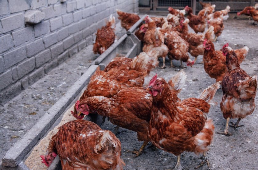 The UK's latest outbreak of bird flu was discovered on a commercial poultry farm in East Devon