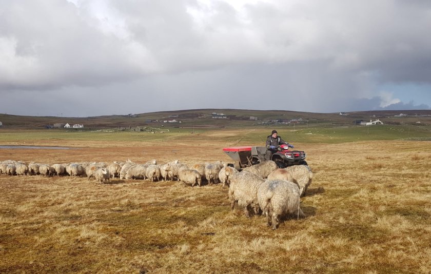 Laurence Odie farms in the Shetlands, running 650 breeding ewes and a small herd of Pedigree Shetland cattle
