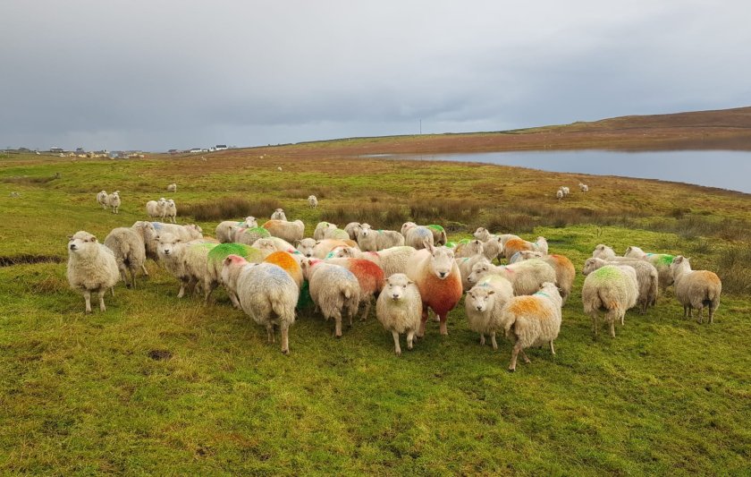 Laurence believes that the ever-changing conditions create the right environment to breed hardy livestock