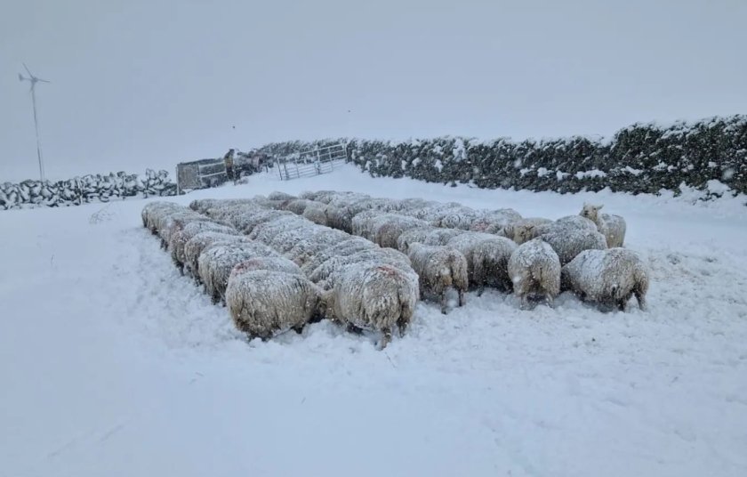 Laurence crosses 90 Shetland inby ewes with a Cheviot, adding ewe lambs to the commercial breeding flock