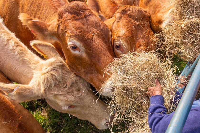 The shift comes as farmers and processors navigate tighter margins due to structural changes to market conditions