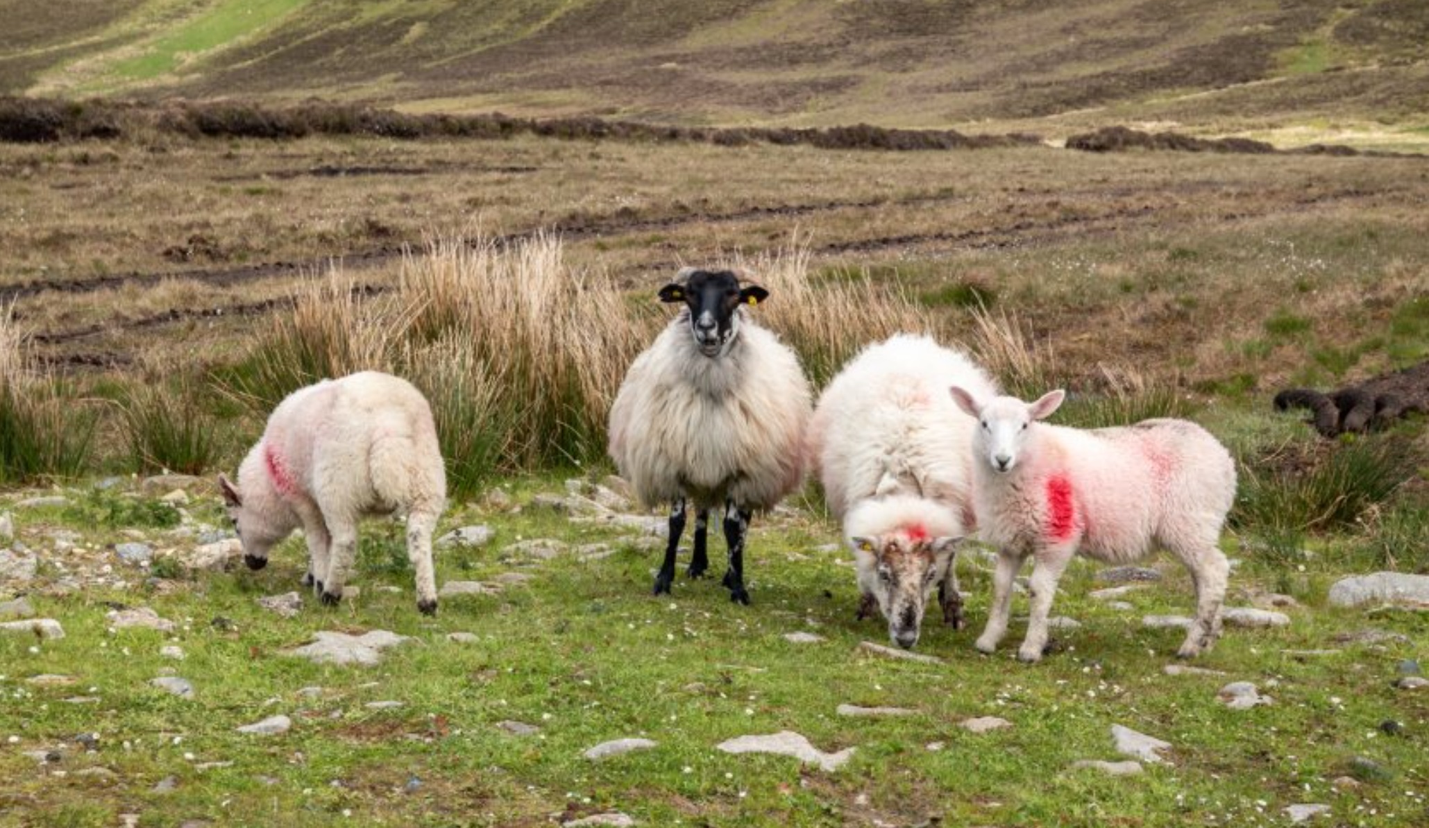 The veterinary declaration will form a ‘statutory health attestation’ and will be required from 13 December 2023