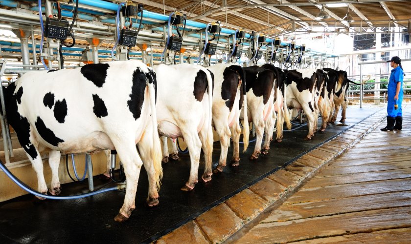 The global dairy market appears to be transitioning to the next phase in its cycle, experts at Rabobank suggest