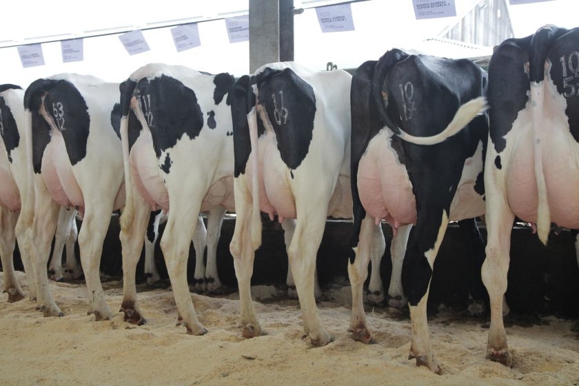UK daughters of Genosource Captain, the number one daughter-proven sire