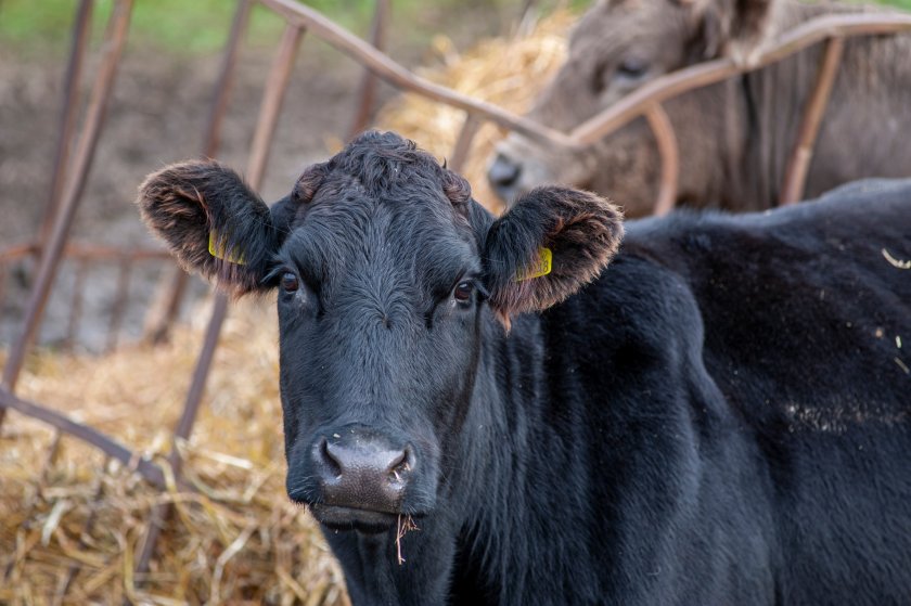 An eighth case of bluetongue serotype 3 in a cow has been confirmed