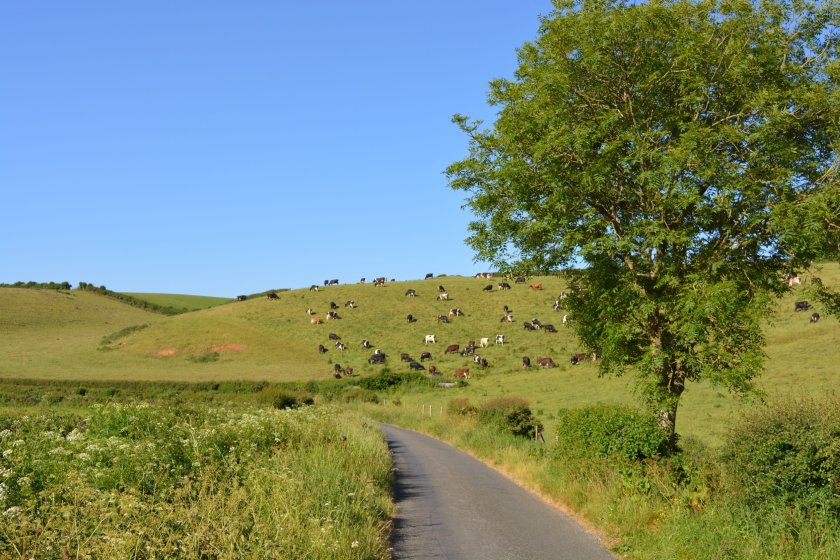 Dorset Council is poised to become the fifth in a matter of weeks to defy the vegan trend