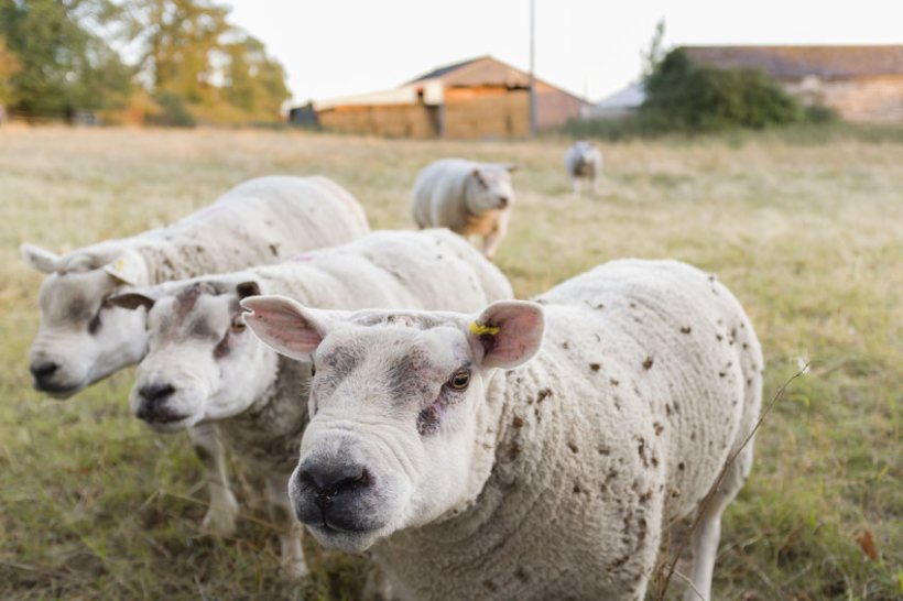 British farmers have faced a severe barrier in their ability to export breeding stock to the EU