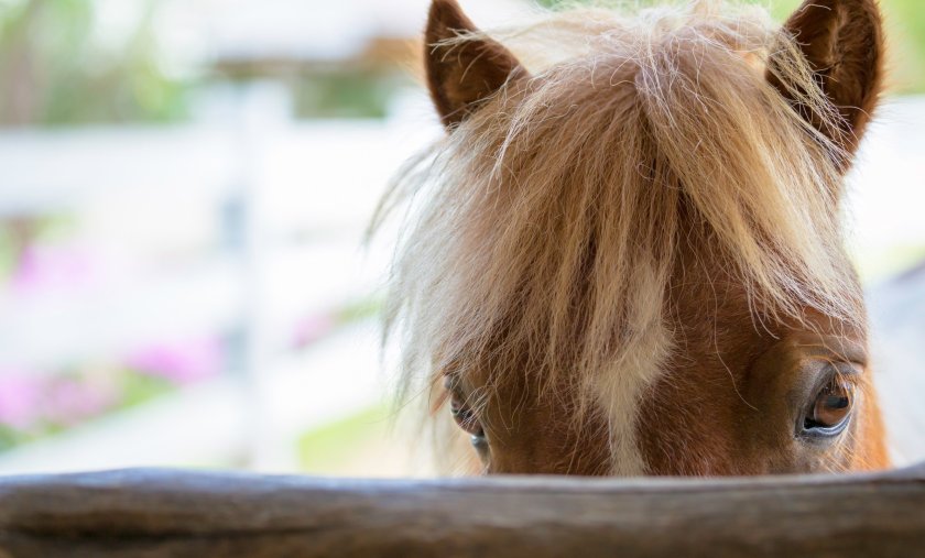 From 1 January, offending pet, animal and livestock owners will face penalties of up to £5,000