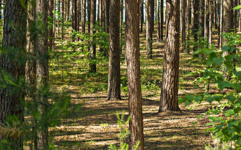 Scotland has ambitious woodland creation targets which are rising year-on-year