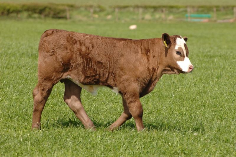 Any farmer or crofter producing beef calves can claim for any calf born between 1 January 2023 and 2 December 2023