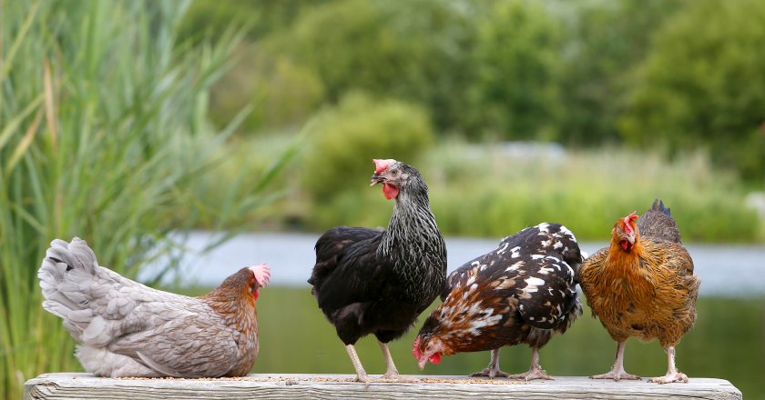 Stonegate Pullet Finance Scheme has been designed for better farm cash flow performance at the beginning of the flock