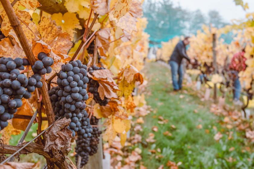 A new pilot project will explore the use of robotics and virtual reality to increase British viticulture productivity