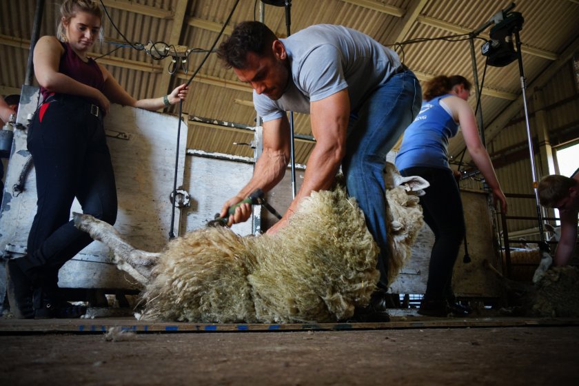 British Wool has announced it will enhance its young farmers exclusive training offer for this year