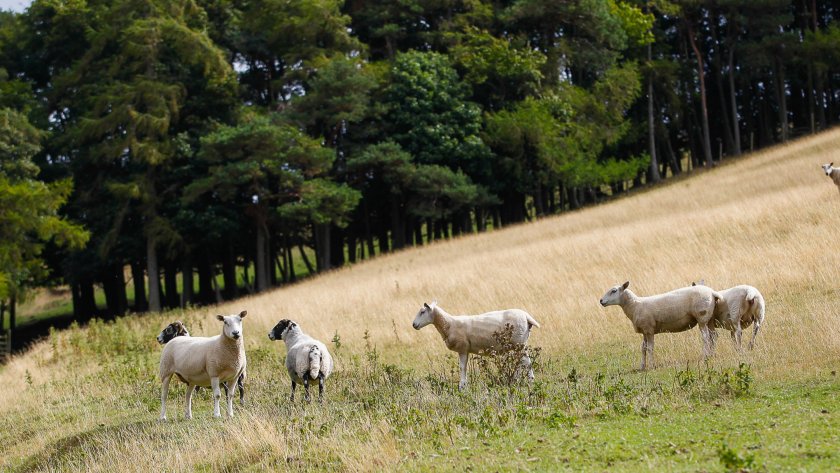 The assessments provide farmers with information on projected woodland income and expenditure (Photo: Scottish Forestry)