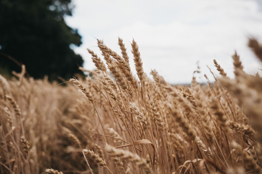 UK scientists have completed a farm trial of a material they have developed to help protect crops from fungi