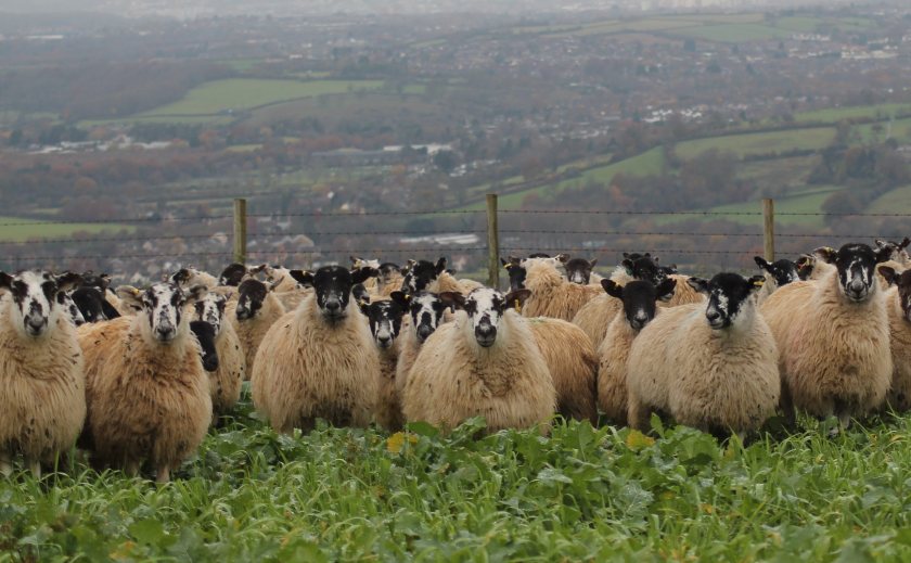 Animal health experts say the liver fluke risk has been pushed back much later (Photo: SCOPS)