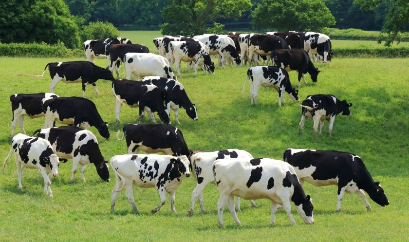 British farmers will now have access to the most diverse line-up of European sires available