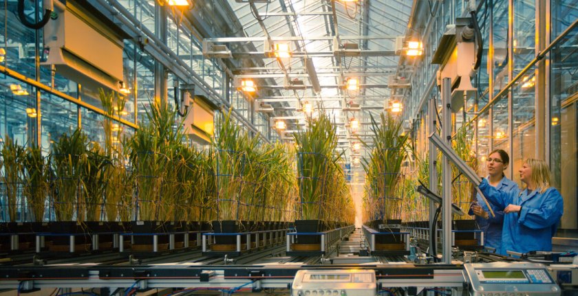 Farmers will trial new legume varieties developed by seed firm Germinal and Aberystwyth University
