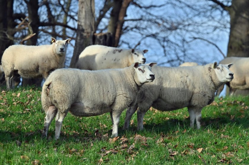 Ninety in-lamb ewes owned by a Shropshire farming couple will be going under the hammer later this month