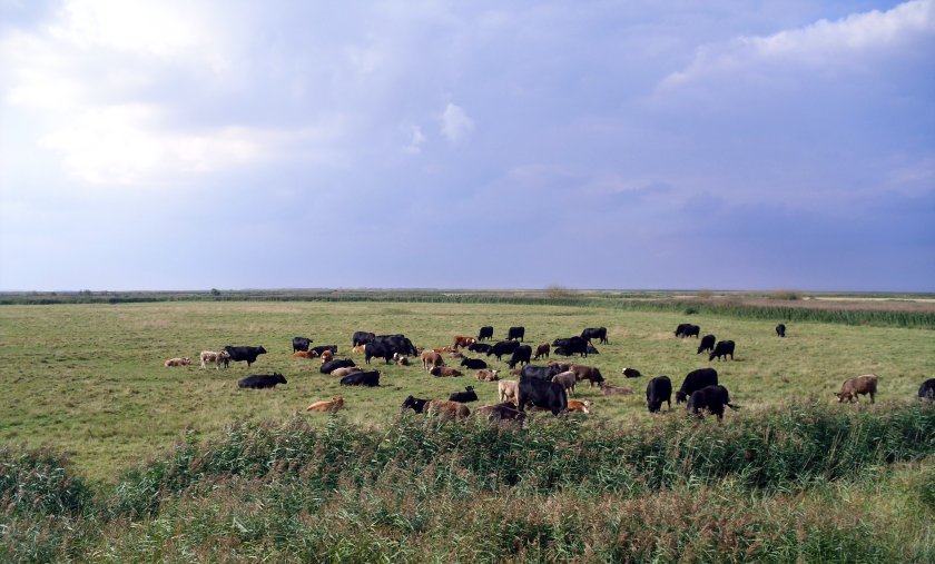 Active surveillance in the Temporary Control Zones has identified further cases of bluetongue in cattle and sheep