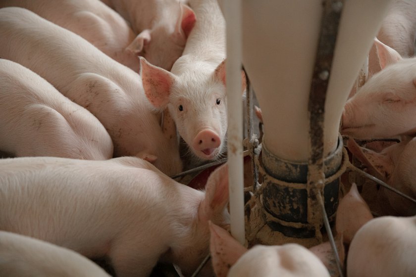 Scientists have found that oregano essential oil and purple garlic could be administered in weaning piglets