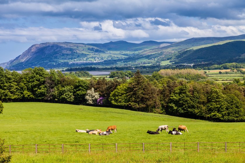 The modelling, commissioned by the Welsh government, predicts a near 11% fall in livestock numbers