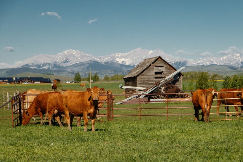 Canada allows the use of growth hormones in food production, but the UK currently bans it