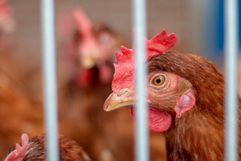 Since 2012 it has been illegal in the UK and EU to use battery cages - however, enriched cages remain in use