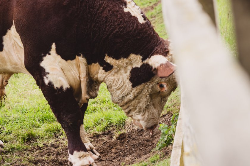 There have now been a total of 62 cases of bluetongue in infected animals, on 38 farms and holdings