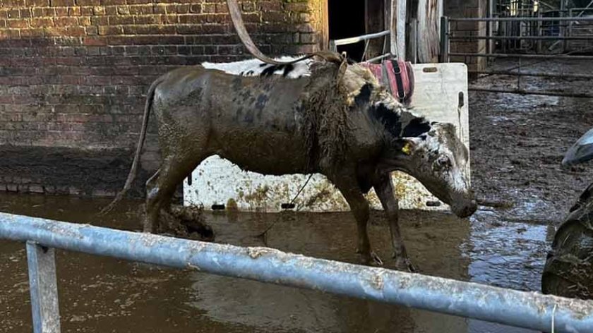The cows were discovered submerged up to their necks in a 15ft pit (Photo: Dorset and Wiltshire Fire and Rescue Service)