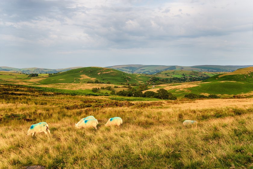 Upland farmers across Wales have called for a re-think to the Welsh government's Sustainable Farming Scheme