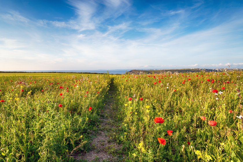 Updated guidance regarding Biodiversity Net Gain (BNG) schemes was recently launched in England
