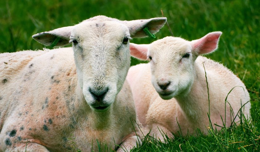 Currently, Schmallenberg is not a notifiable virus, meaning that positive cases do not need to be reported to Defra