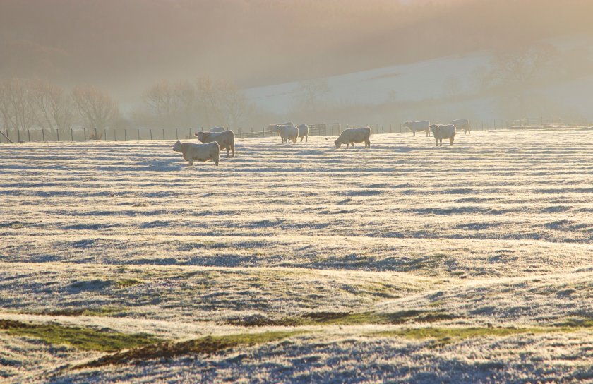 The reduced risk from midges means that some restrictions on movements of live animals from the TCZ can now be eased, Defra said