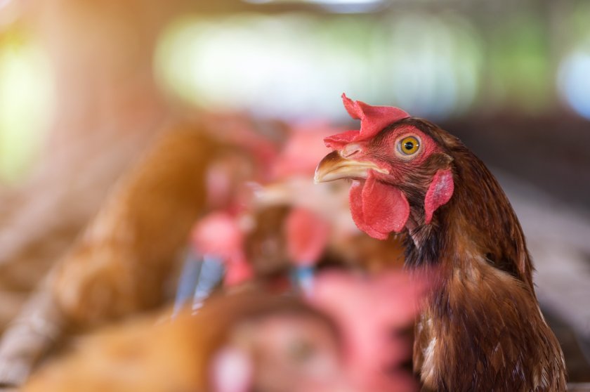 East Yorkshire poultry farmer Daniel Mathison has been thousands over a bird flu outbreak