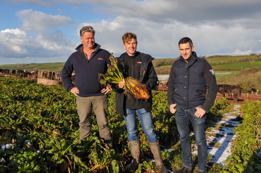 A Pembrokeshire dairy farm is switching to grazing fodder beet as a high-quality winter feed