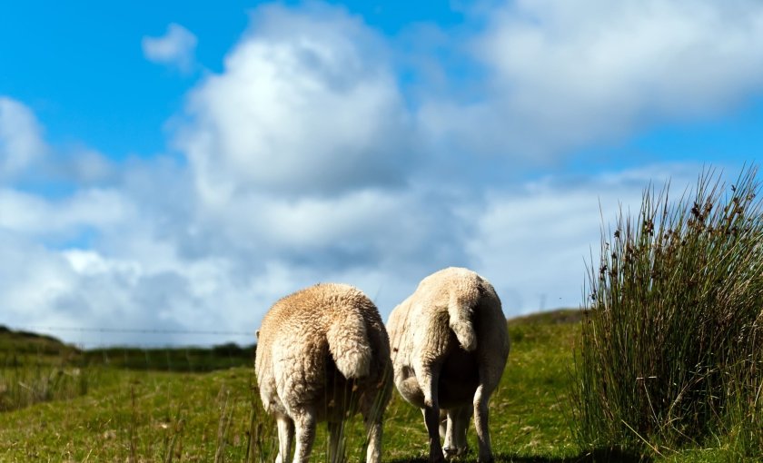 The long-term view of the project is to work with farmers to create a national flock scheme