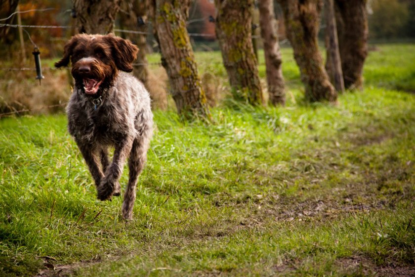 The police will now be given greater powers to respond to livestock worrying incidents