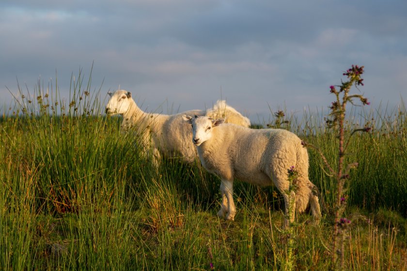 The last wave of SBV occurred between 2016-17, where over 200 cases were confirmed across sheep and cattle holdings in Britain