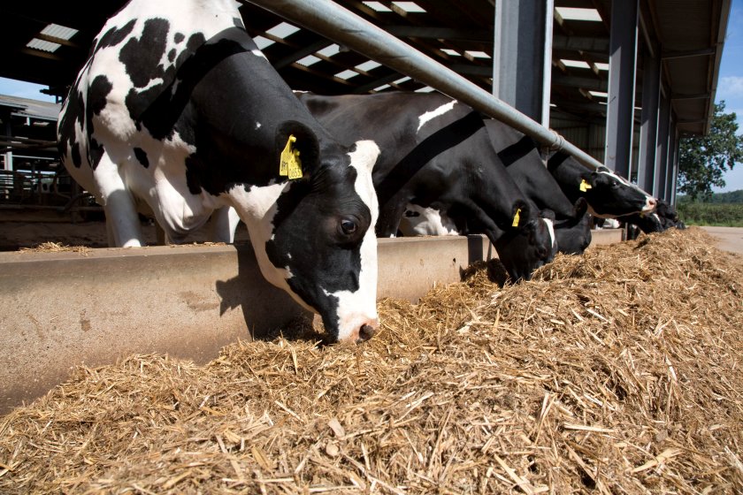 The trial shows how the use of a crop and condition specific inoculant on UK grass silage can offer big benefits (Photo: Tim Scrivener)