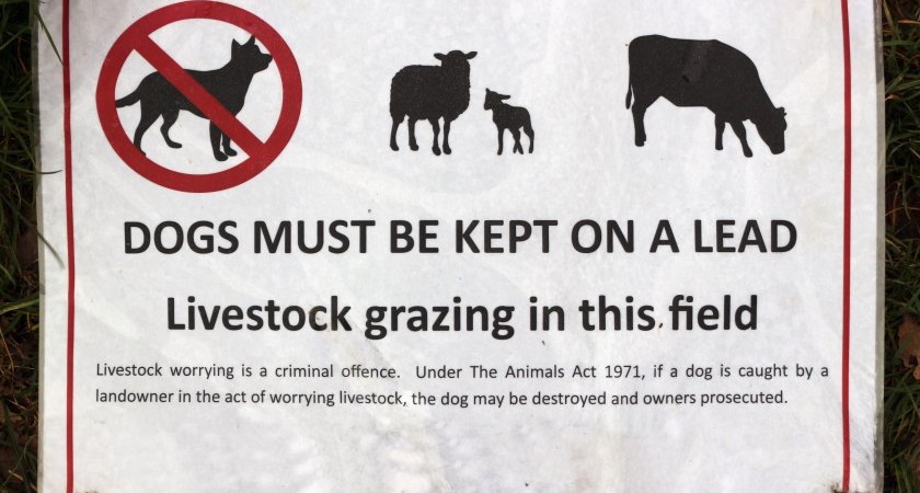The devastating livestock worrying incident took place on a Dartmoor farm, on Sunday 4 February