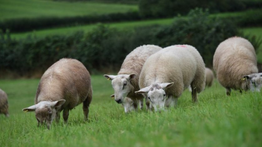 The project aims to give farmers the skills needed to monitor weather and measure their grass yield and quality (Photo: HCC)