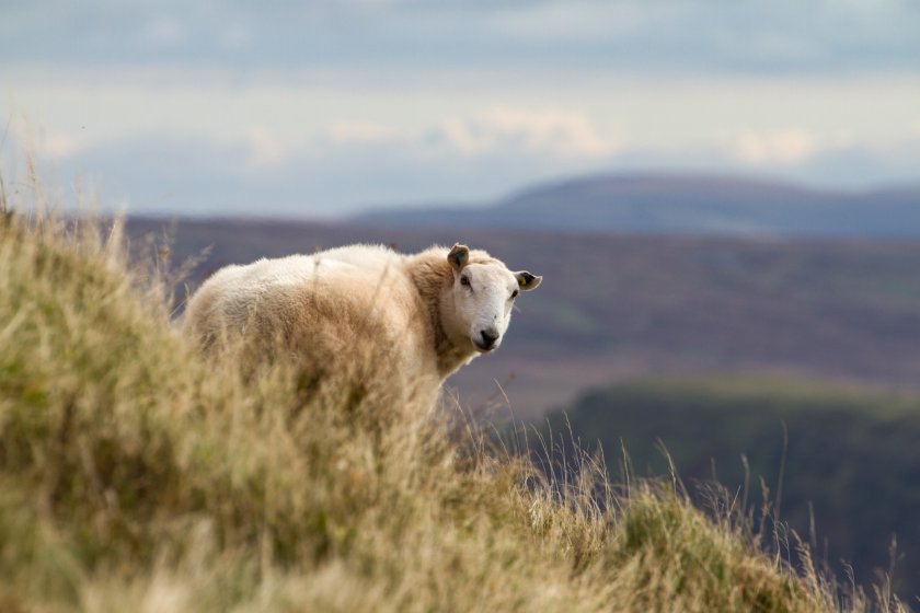 The Welsh government has been urged to commit to 'a major overhaul' of its Sustainable Farming Scheme (SFS)