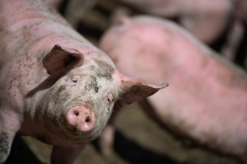The National Pig Association (NPA) said the price movement was 'encouraging' despite falling EU prices